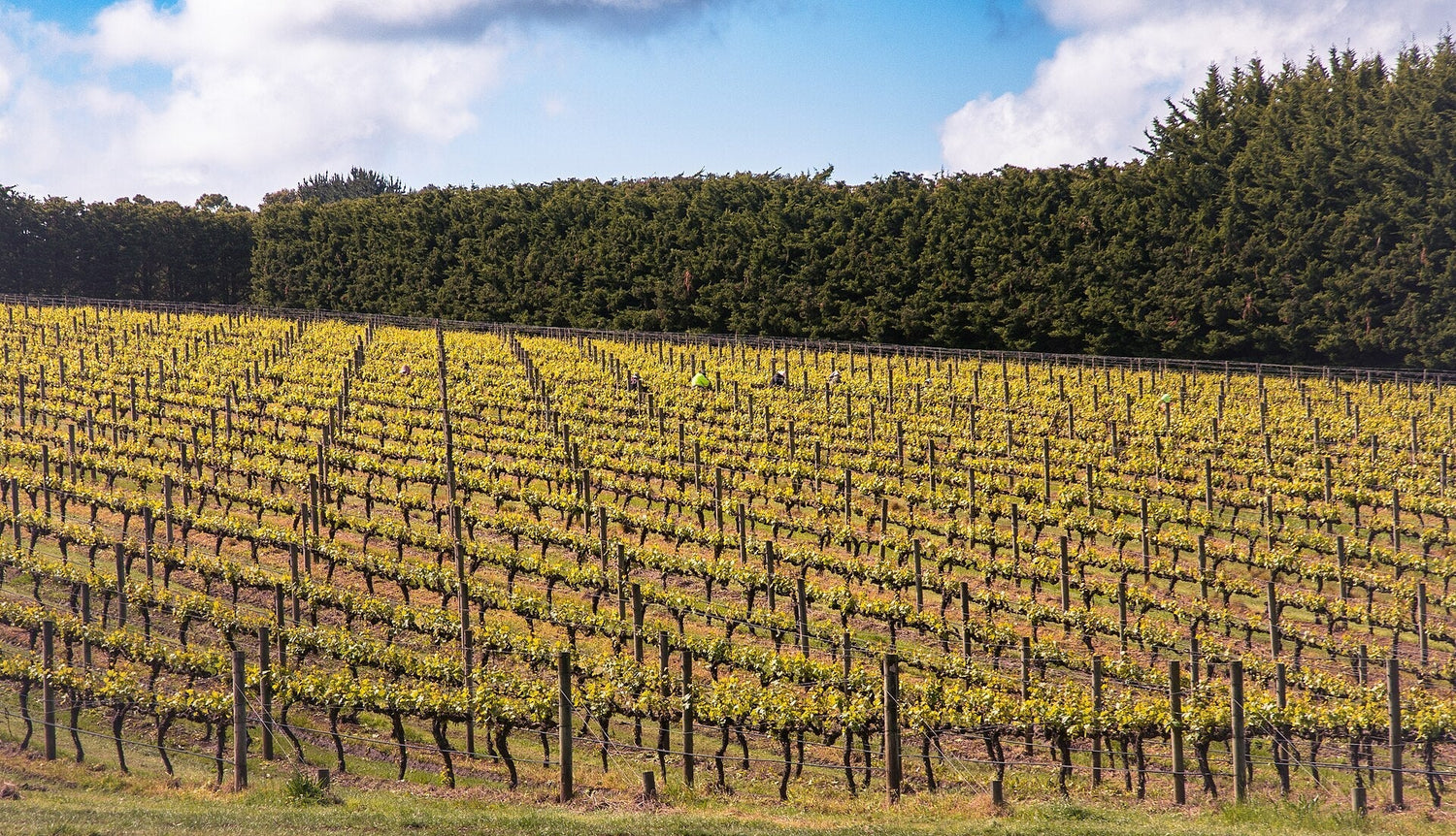 Workers tending bright spring vines on a hillside vineyard sheltered by a conifer windbreak, Handpicked Wines, Australia. Photo: BrooksieG, Wikimedia Commons (CC BY 4.0)