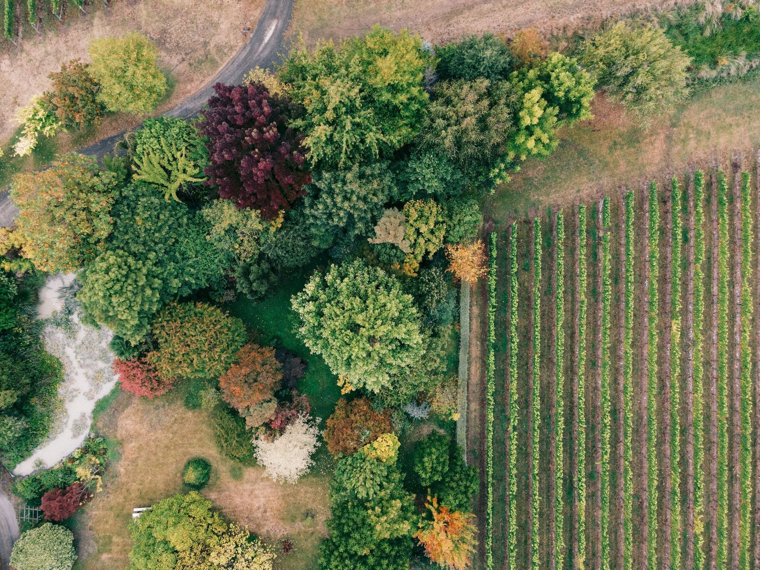 Aerial view of a Hawke's Bay wine estate with vivid autumn trees lining the garden and neat vine rows, New Zealand.