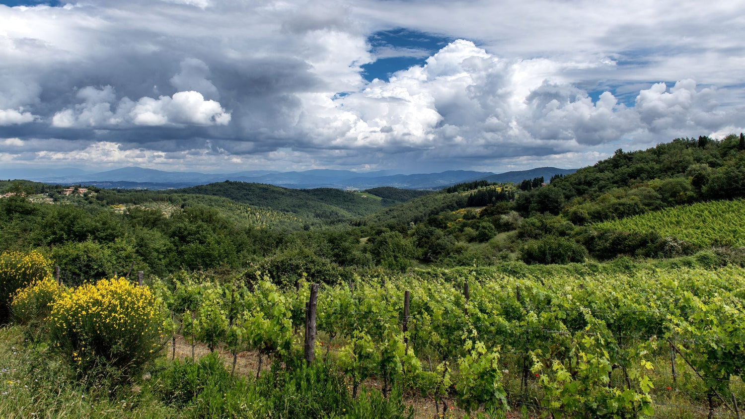 Chianti hillside vineyard with yellow wildflowers and dramatic storm clouds over forested Tuscan hills — Il Palagio, Tuscany.