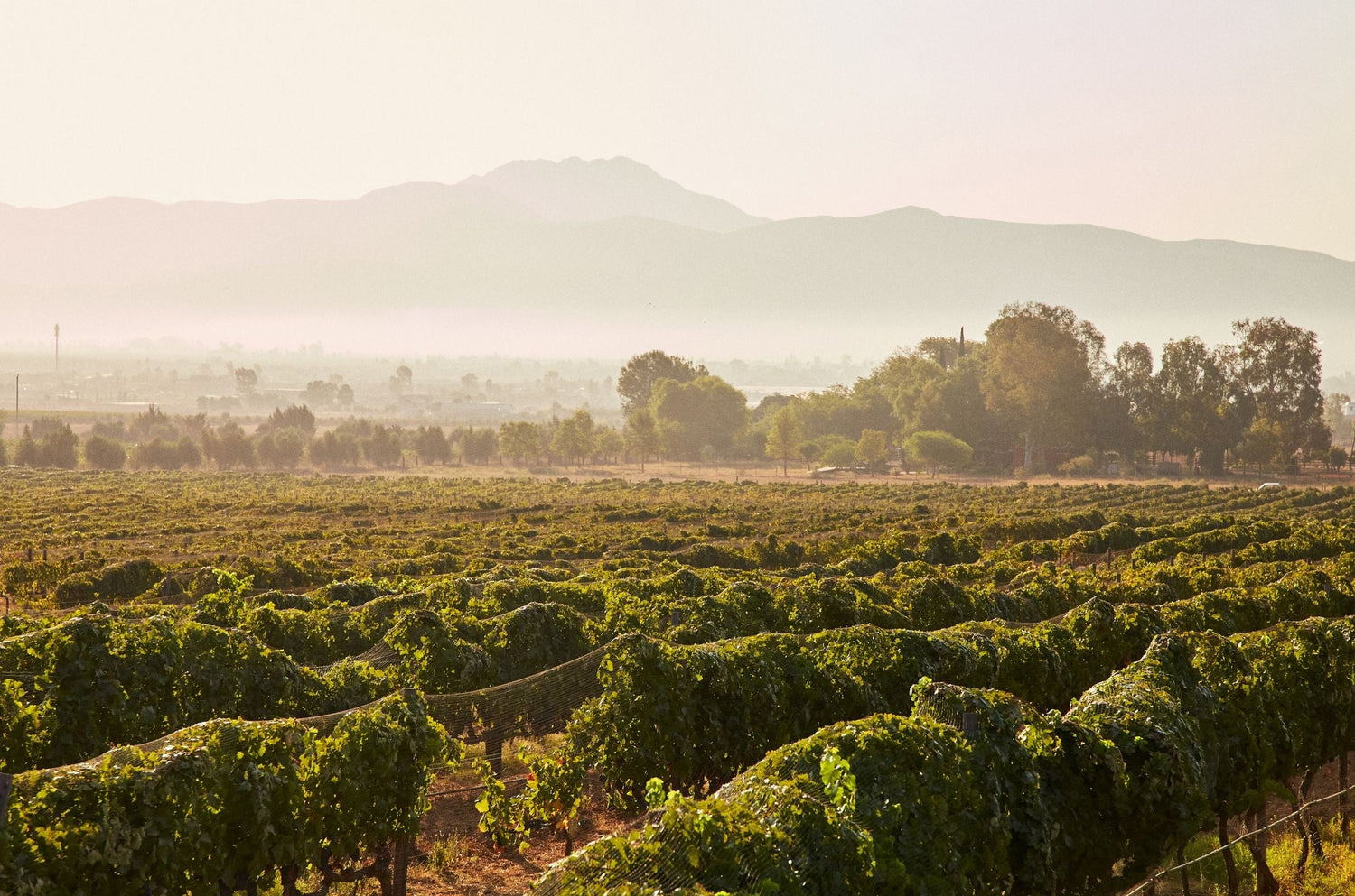 Vast sun-drenched vineyard rows with bird-protection netting in a hazy mountain valley — Irene Morales, Chile.