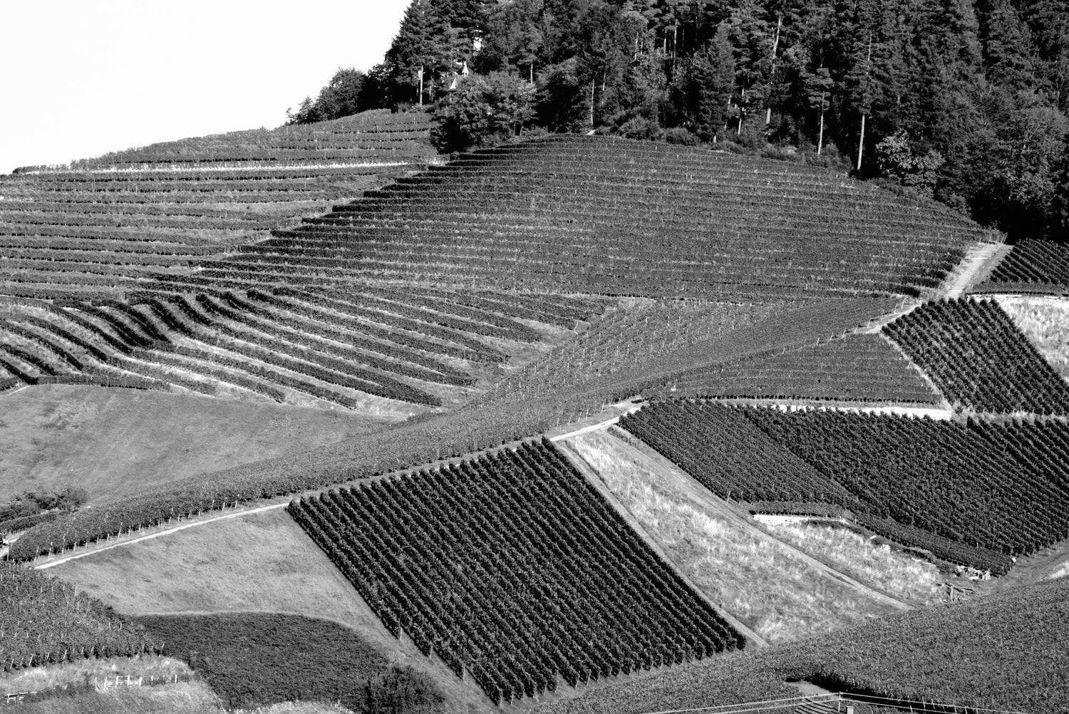 Black-and-white view of steeply terraced vineyards covering a forested hillside with a chapel on the ridge — Iron + Sand.