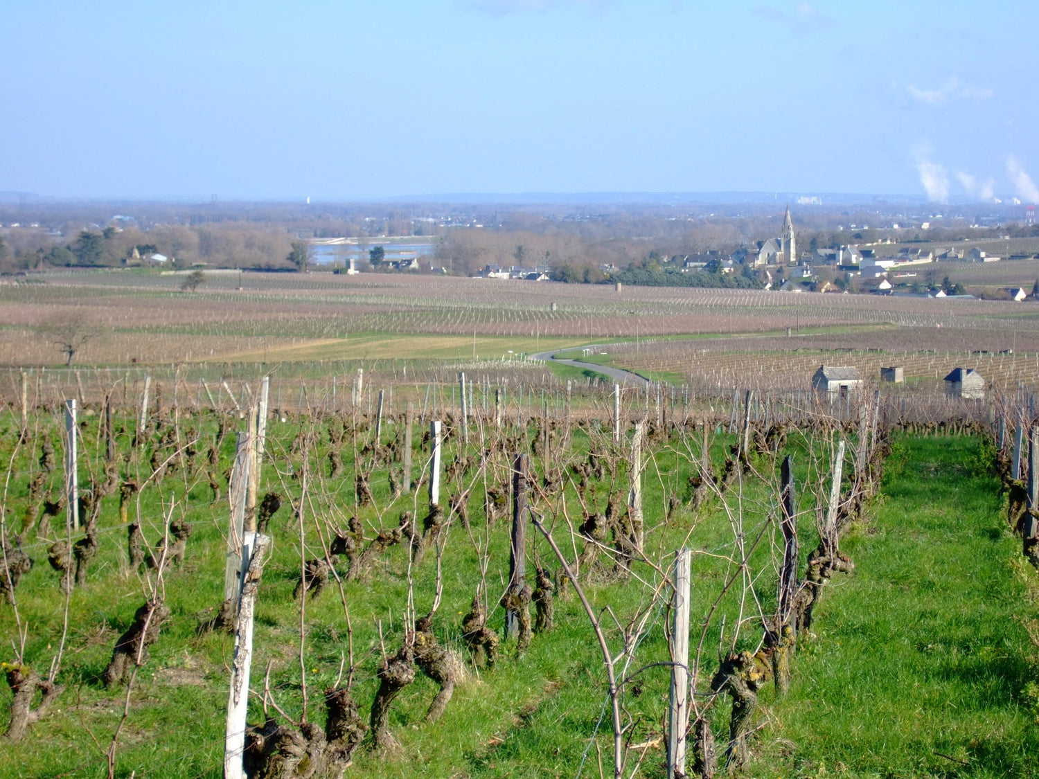 Vineyards at Souzay-Champigny above the Loire River, Maine-et-Loire -- Isabelle et Pierre Clement, Loire Valley, France. Photo: Touriste (Public Domain)