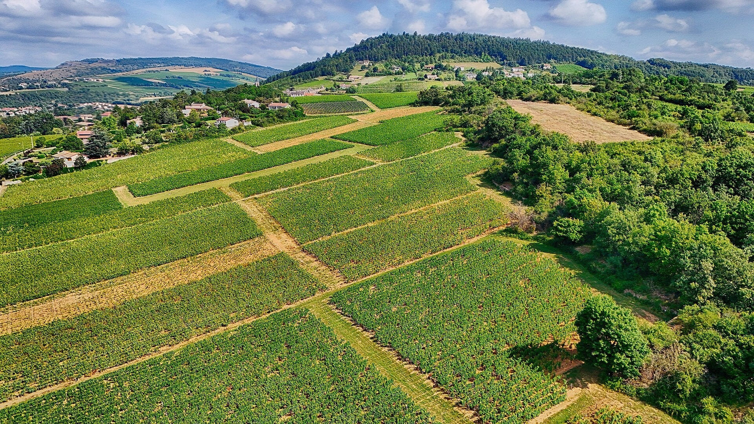 Aerial view of patchwork Burgundy vineyard parcels with a village and wooded hills, France — J. Moreau & Fils. Photo: FrogsLegs71, Wikimedia Commons (CC BY-SA 3.0)
