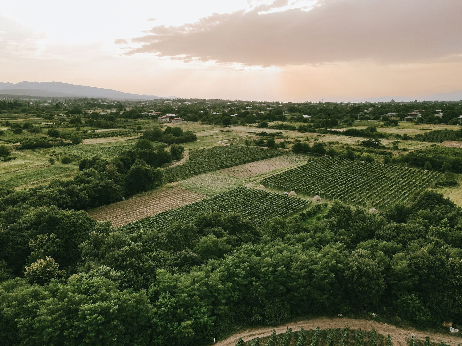 Aerial view of vineyard fields and farmland at sunset in Kakheti wine region, Georgia
