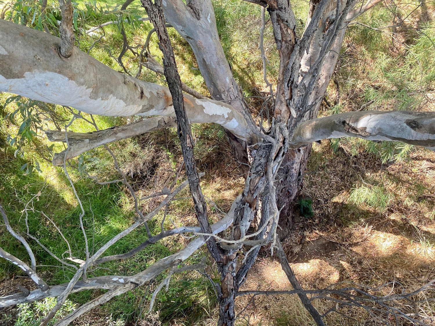 Eucalyptus woodland and scrubland landscape of McLaren Vale, South Australia. Photo: No Swan So Fine (CC BY-SA 4.0)