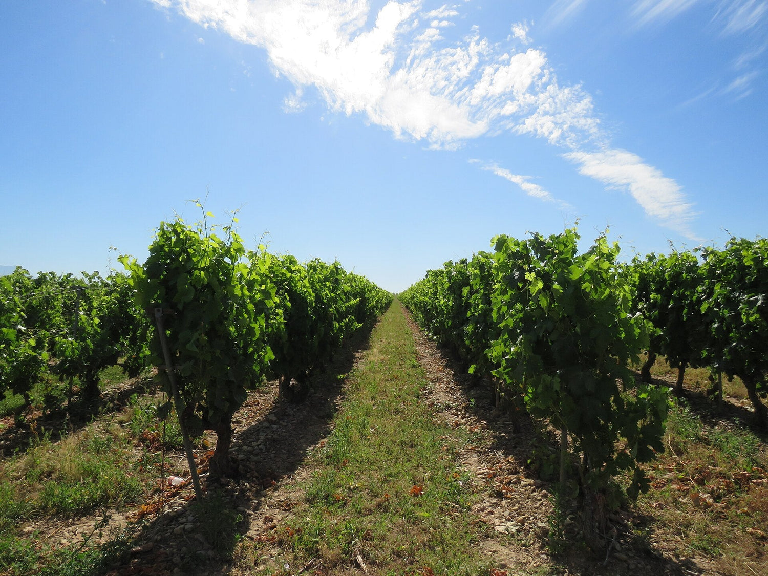 Looking down a vine row between lush green vines under a blue sky in Rioja, Spain. Photo: Nicolás Pérez Gimilio (CC BY-SA 4.0)