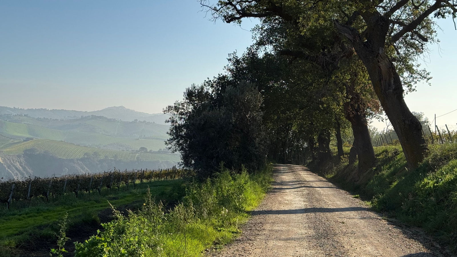 Le Corti - Corsini
