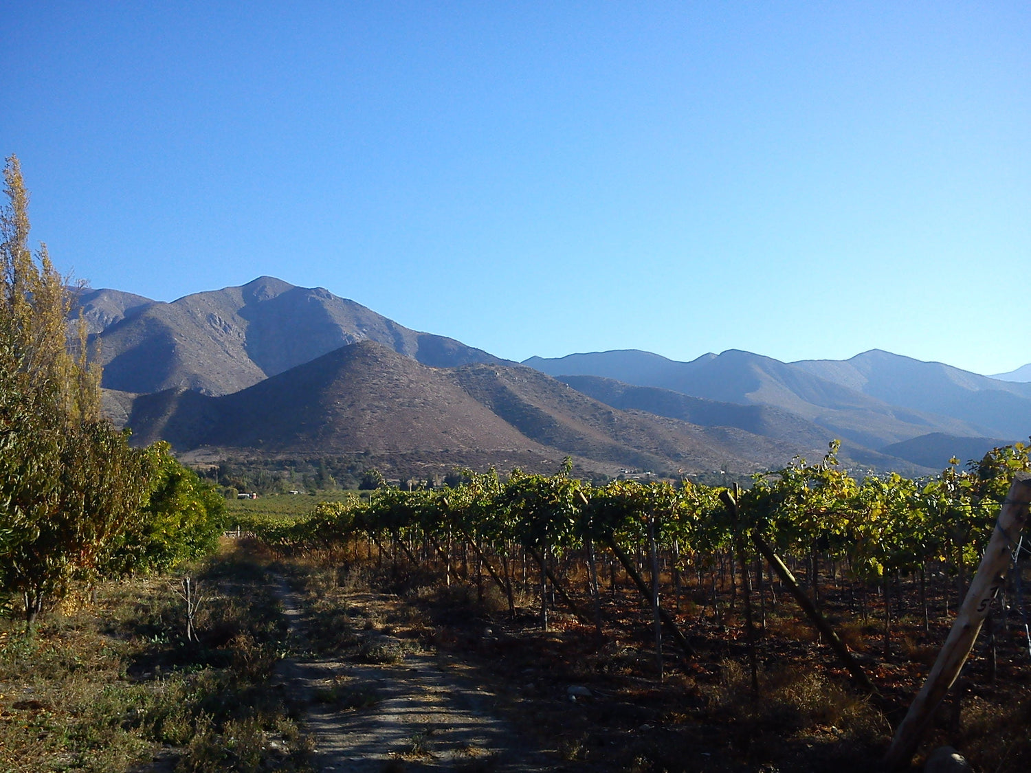 Vineyard rows with the Andes mountains rising behind Monte Patria, Limarí Valley wine region, Coquimbo, Chile. Photo: Larrymox (CC BY-SA 3.0)