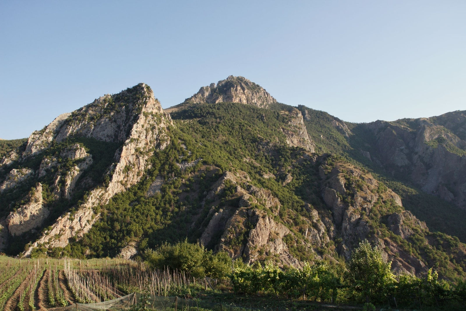 Logodaj Winery