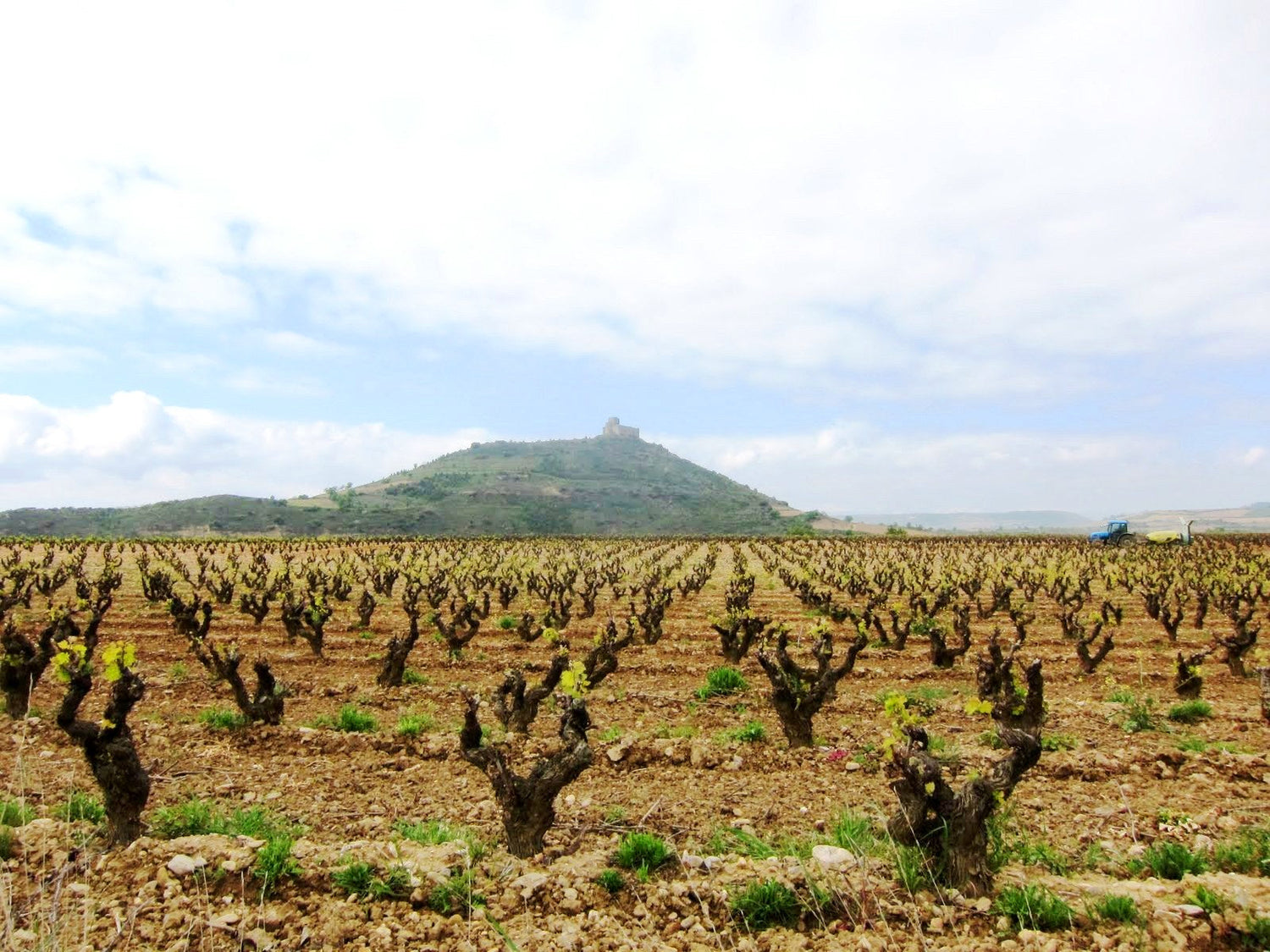 Old gobelet-trained bush vines on rocky soil with a hilltop castle in the Rioja, Spain. Photo: Nicolás Pérez Gimilio (CC BY-SA 4.0)