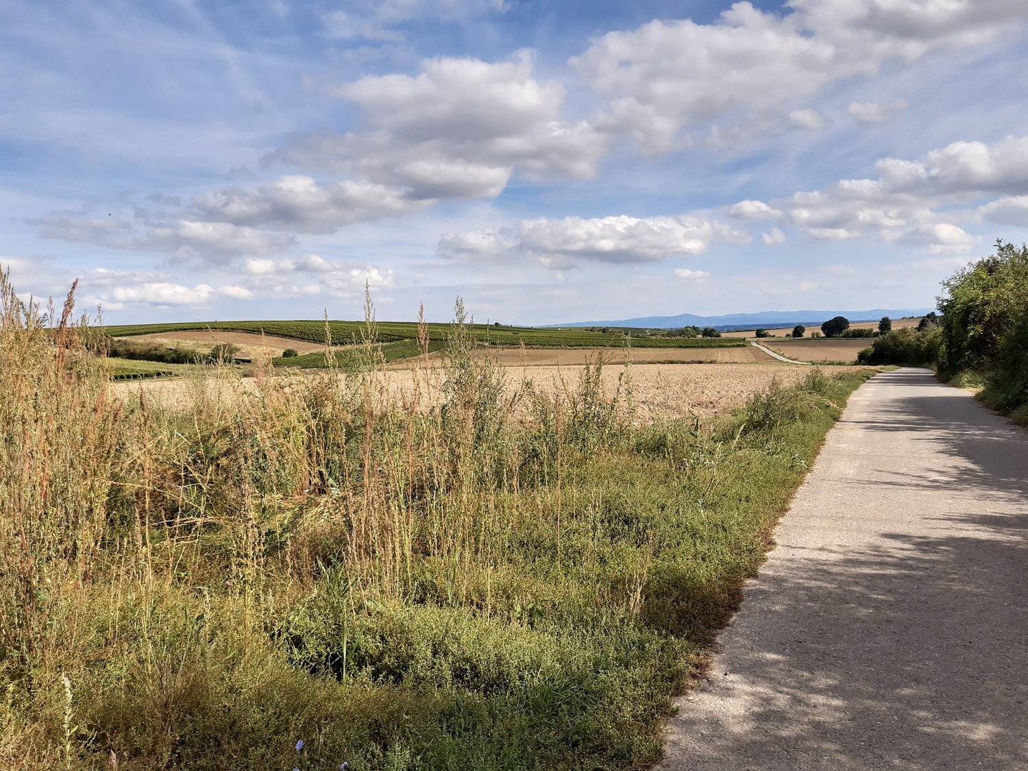 Country lane with wildflower verge, arable fields and vineyards in the Rheinhessen wine region, Germany. Photo: Gerda Arendt (CC BY-SA 4.0)