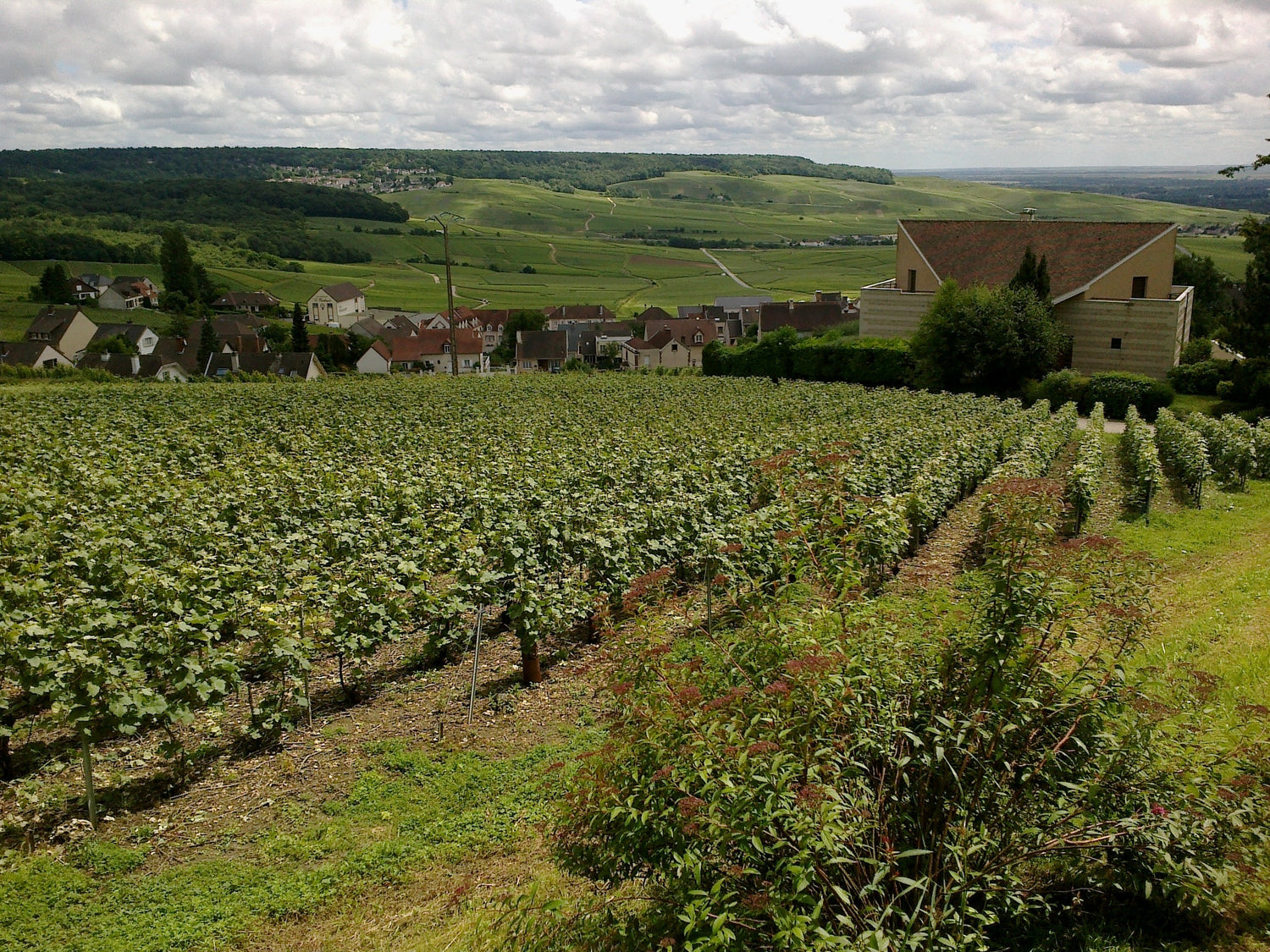 Vineyards on the hillside above Hautvillers village with the sweeping Champagne valley below, France. Photo: rene boulay (CC BY-SA 3.0)