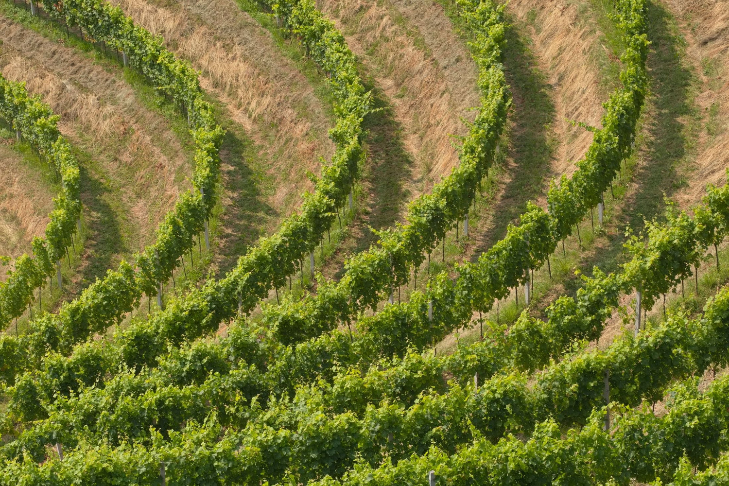 Steep hillside vineyard rows in a sinuous pattern, lush green vines contrasting with golden dry grass