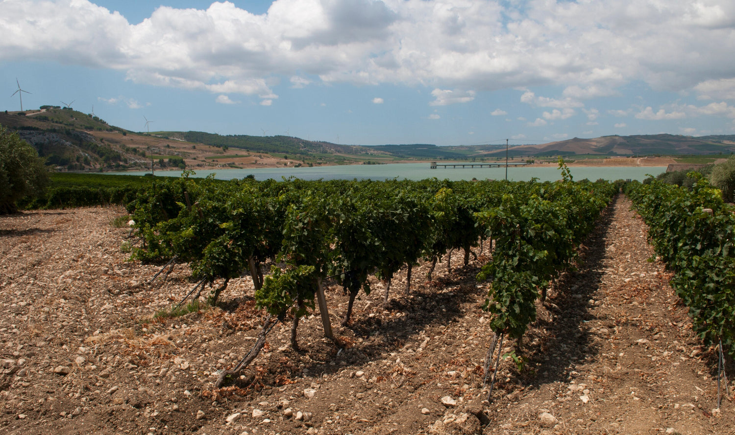 Sicilian vineyard on stony ground with a reservoir and wind turbines on the hills beyond, Sicily, Italy. Photo: Neil Weightman (CC BY 2.0)
