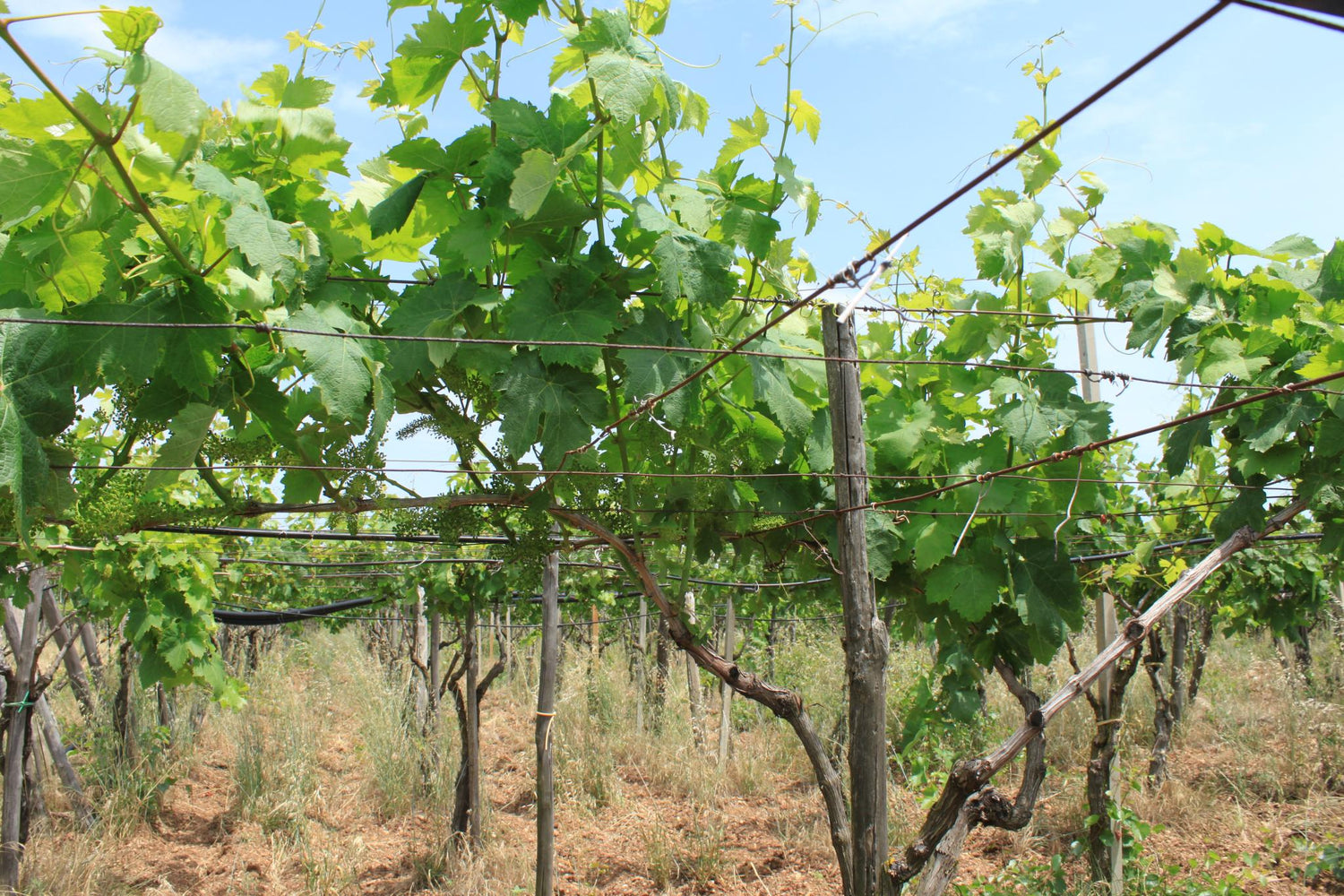 Lush summer vineyard rows at Magnifico estate, southern European wine country. Photo: drdcuddy (CC BY-SA 2.0)