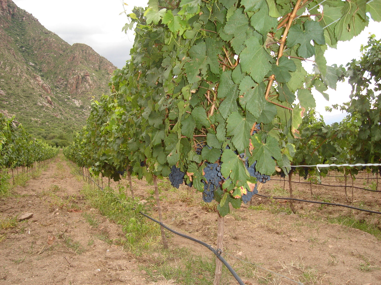 Dark blue-purple Malbec grape clusters ripening on the vine against an Andean backdrop, Cafayate, Argentina. Photo: Micah MacAllen (CC BY-SA 2.0)