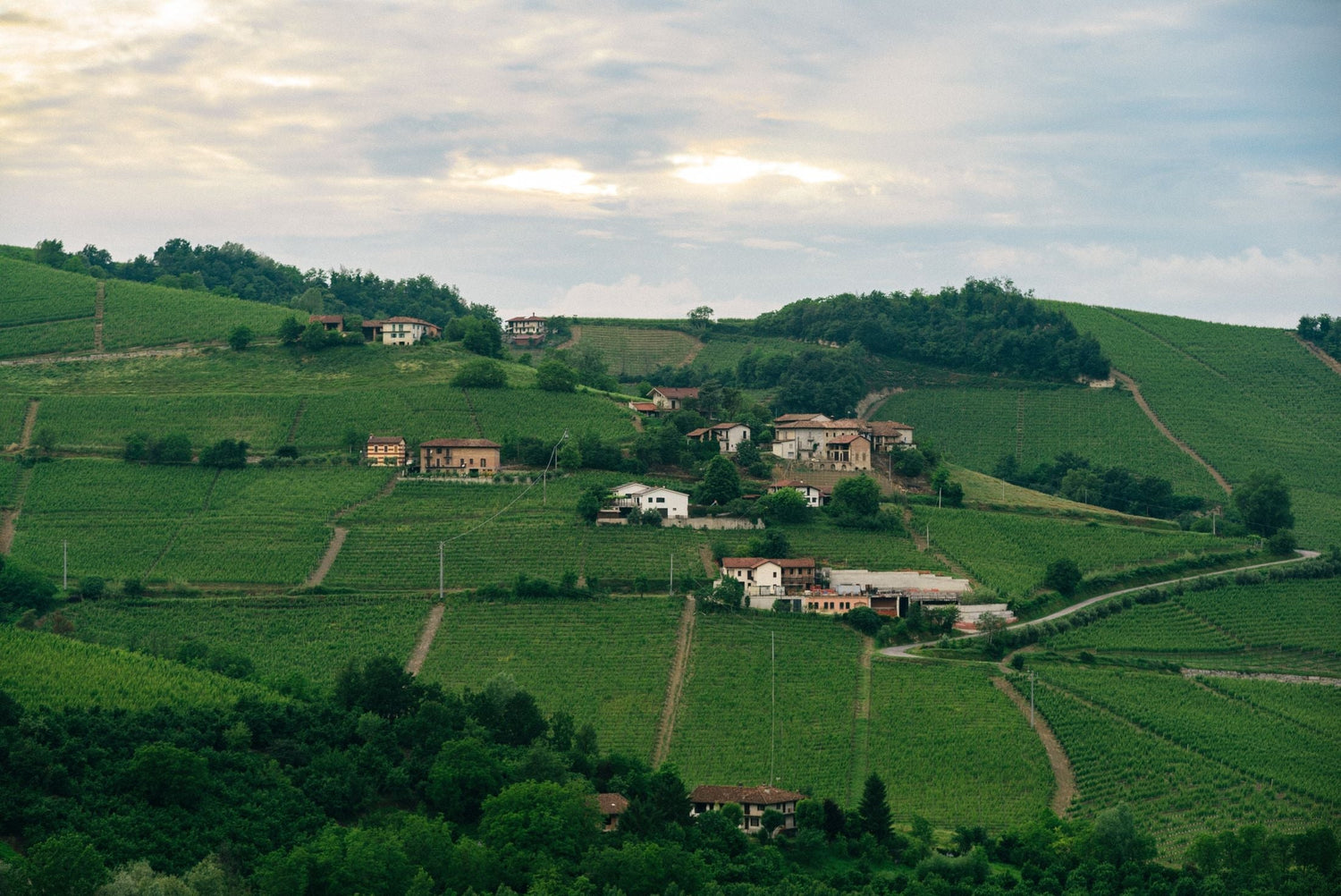 Rolling green vineyard hills and stone farmhouses in the Marche wine region, central Italy