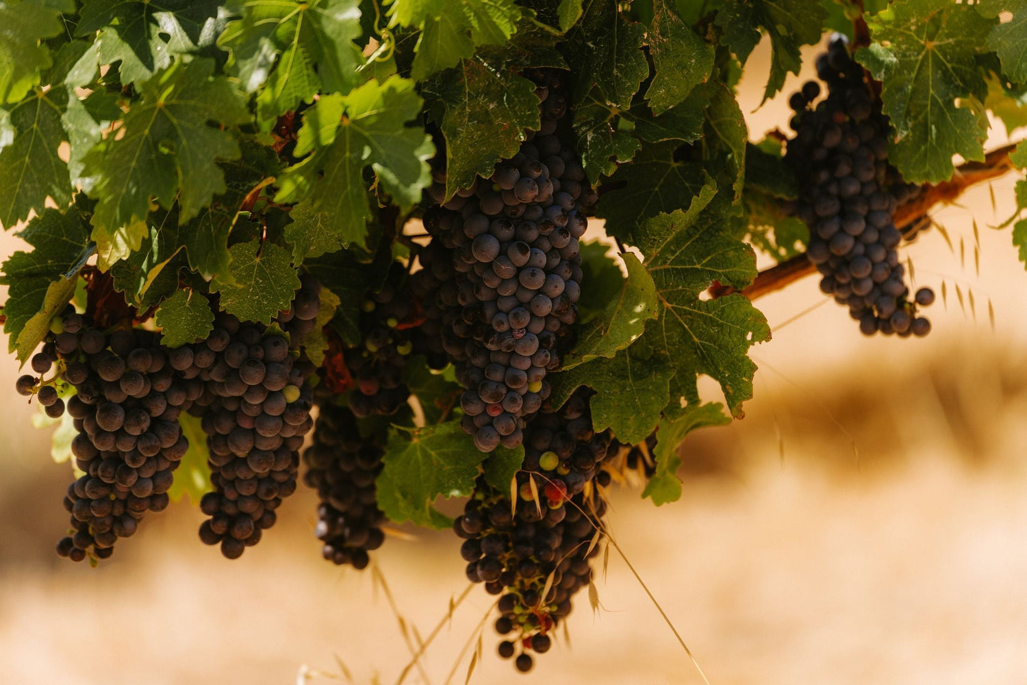 Dark purple grape clusters ripening on the vine in summer, Margaret River wine region, Western Australia