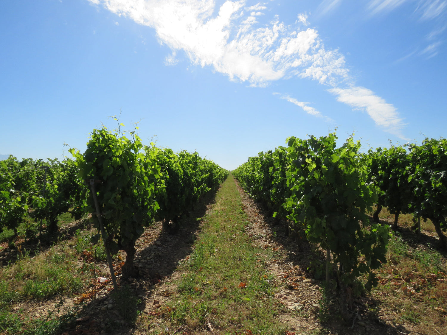 Vineyard rows stretching to the horizon under wide blue sky in Rioja, Marqués de Riscal wine country, Spain. Photo: Nicolás Pérez Gimilio (CC BY-SA 4.0)