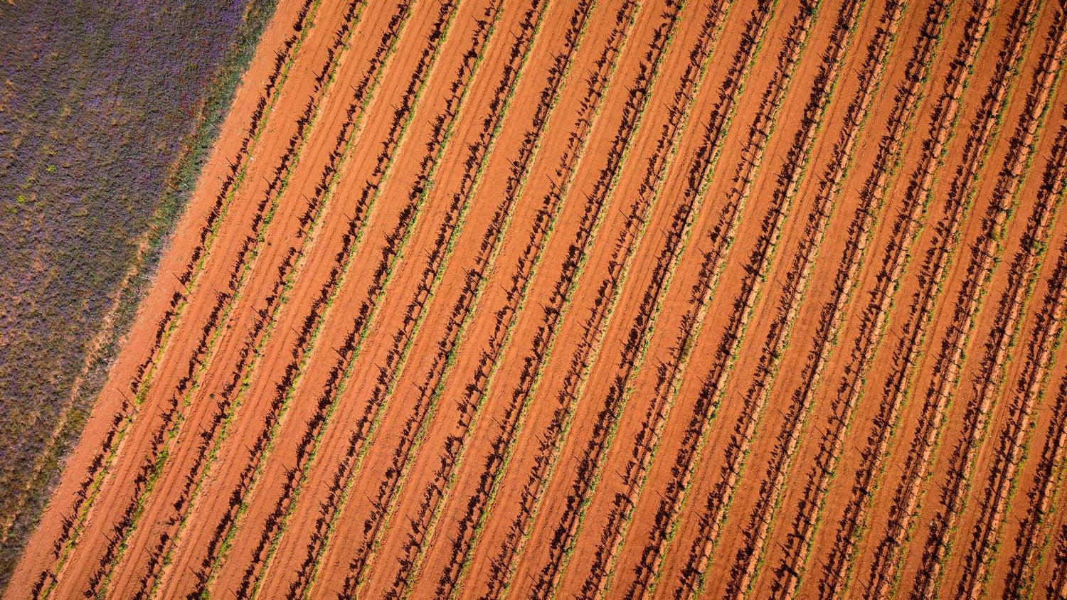 Aerial view of vineyard rows crossing red-earthed fields in McLaren Vale wine region, South Australia