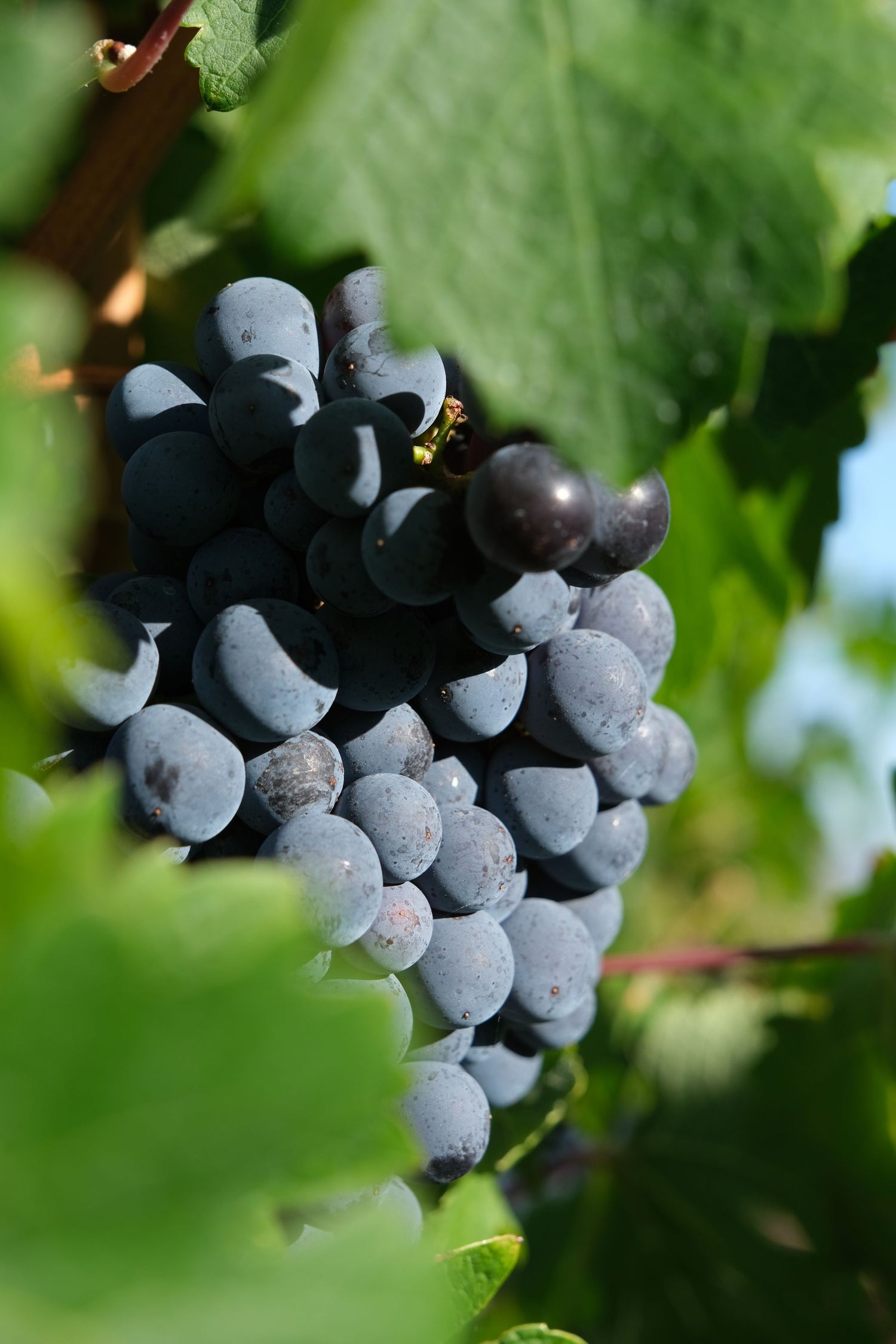 Ripe dark blue-black Merlot grape clusters hanging from the vine, Stellenbosch wine region, South Africa