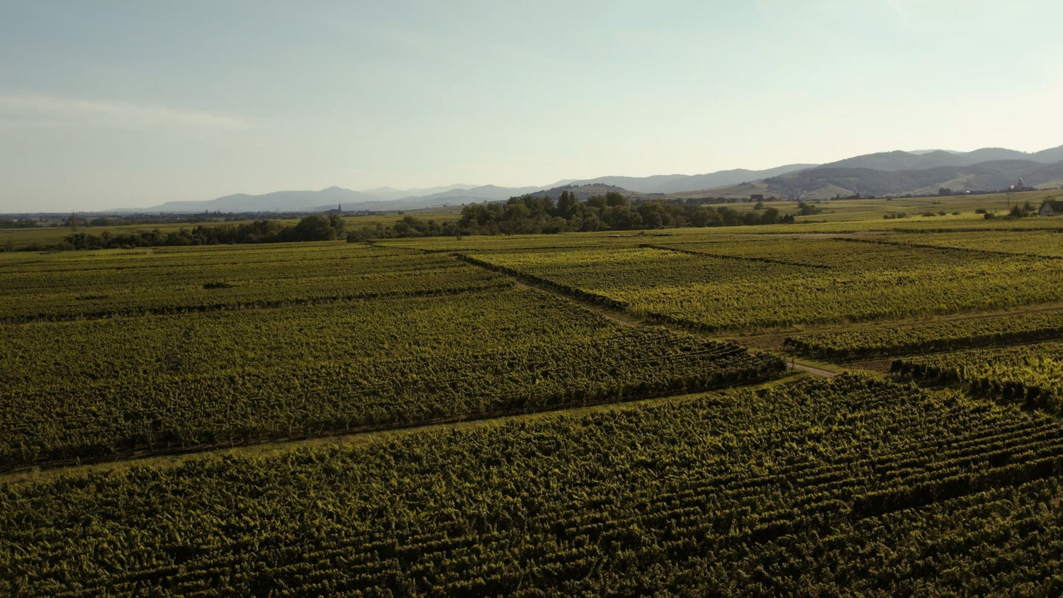 Sweeping vineyard plain with rolling hills and mountains in the distance, Michael Opitz estate, Burgenland wine country