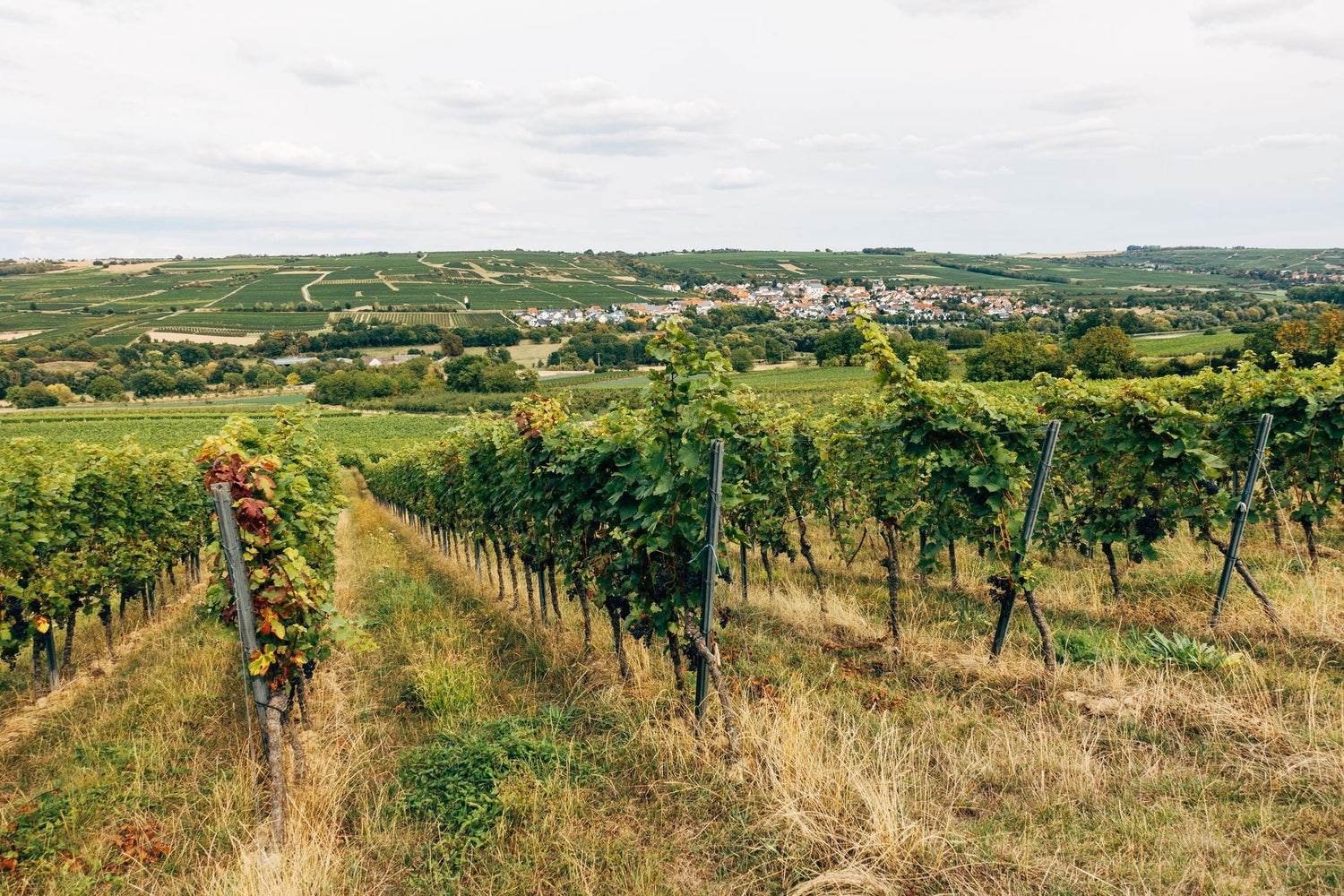 Traditional wine village with vineyards rising behind the rooftops and rolling hills, Mira La Mar wine region