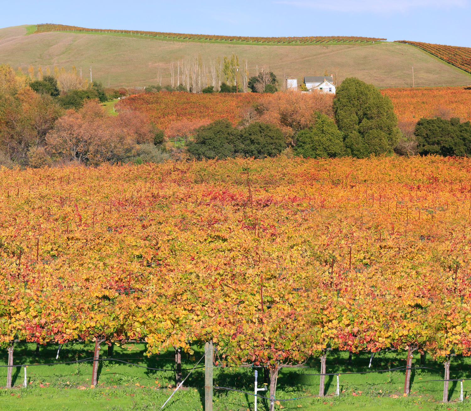 Vineyard rows blazing with autumn colour on rolling hills with a white farmhouse in the background, New Zealand wine country. Photo: Brocken Inaglory (CC BY-SA 3.0)