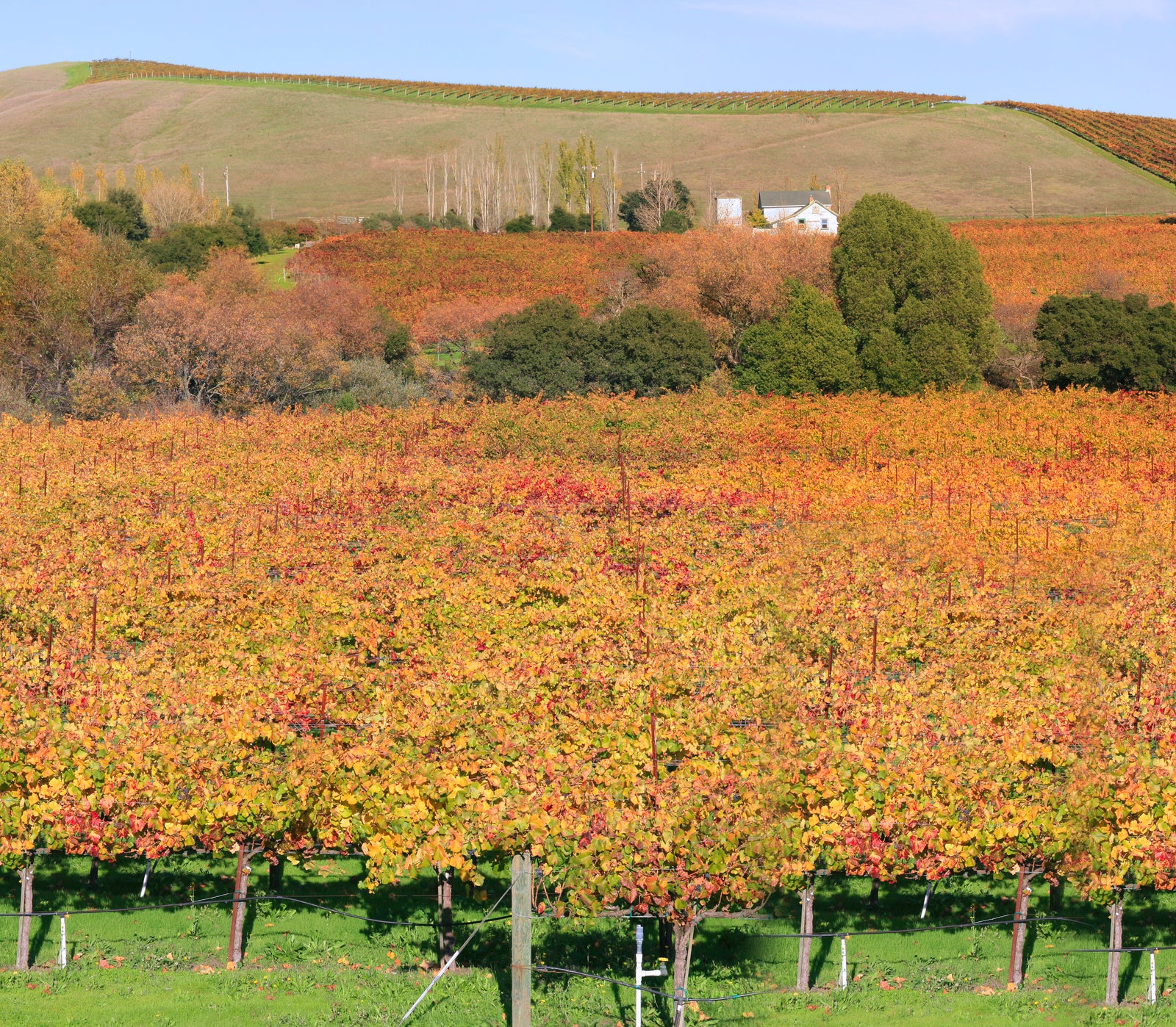 Napa Cellars