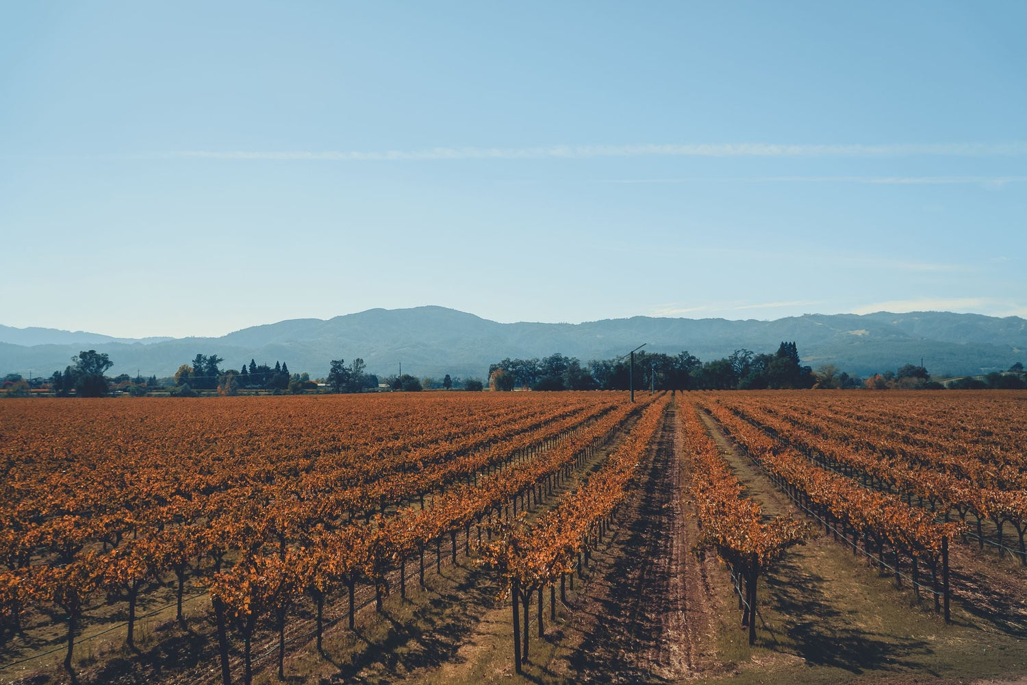 Autumn vineyard rows in warm golden and brown tones across rolling hills under California blue sky, Napa Valley