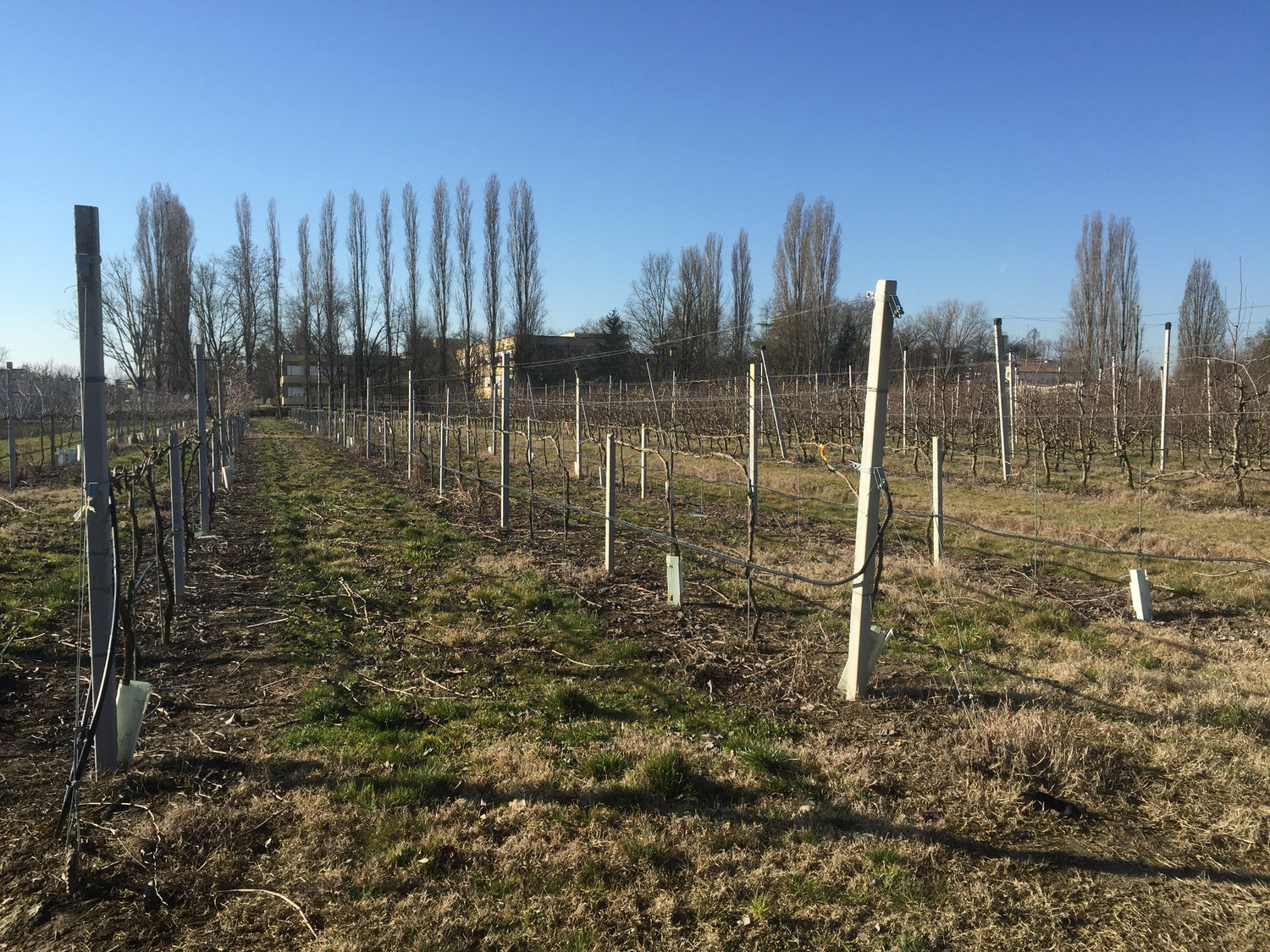 Dormant winter vineyard rows with bare poplar trees on flat agricultural land, Navarra wine region, Spain. Photo: Matthias Bethke (CC BY-SA 4.0)