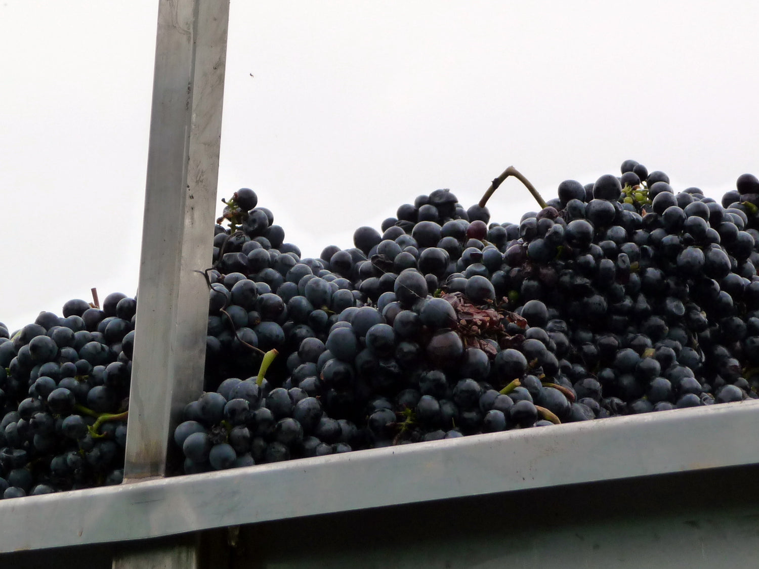 A harvest trailer heaped with freshly picked dark Nebbiolo grapes at crush time, Piedmont wine region, Italy. Photo: Hanna (CC BY 2.0)