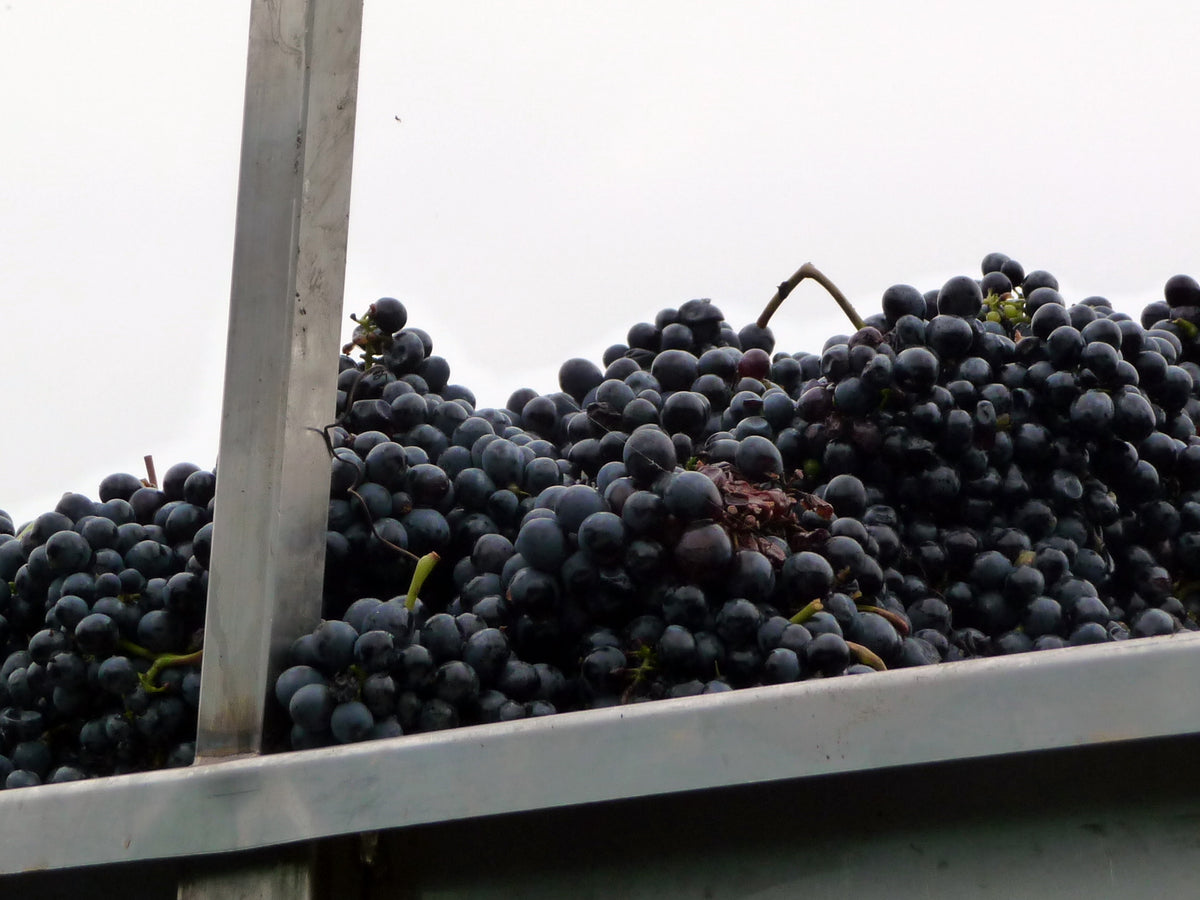 Nebbiolo