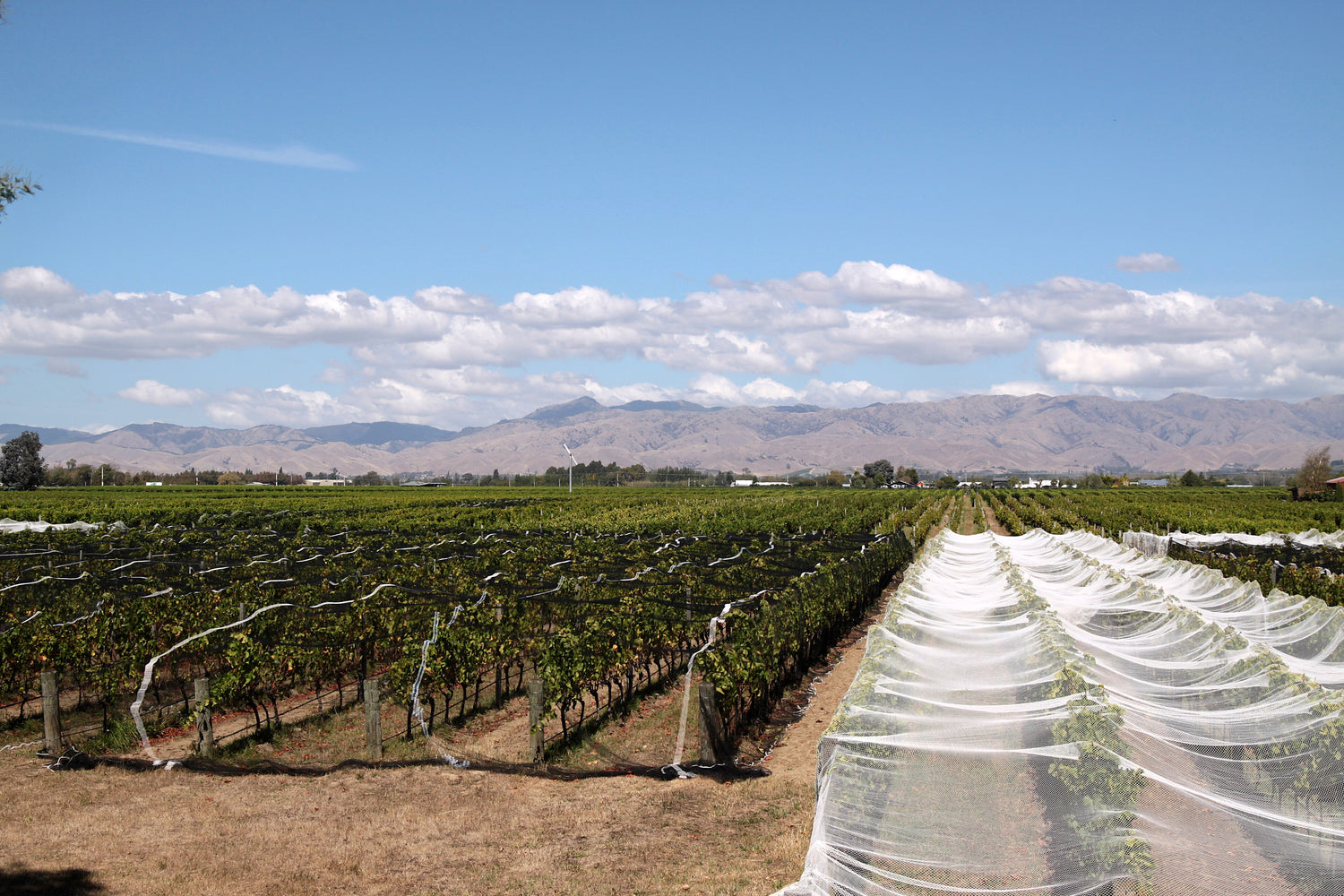 Flat Marlborough vineyard rows with protective bird netting under blue sky and mountain backdrop, New Zealand wine country. Photo: Olivier Lemoine (CC BY-SA 4.0)