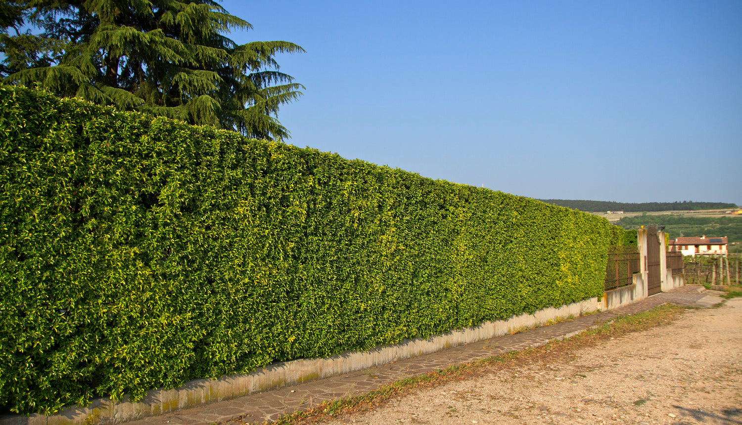 A long manicured green hedge bordering a stone lane at an Italian wine estate, rolling countryside beyond, Nua wine country. Photo: trolvag (CC BY-SA 3.0)