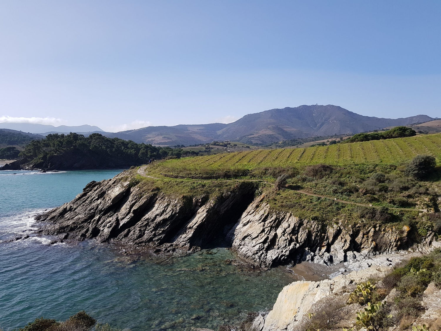 Vineyard rows terraced above dramatic rocky coves and turquoise sea, Mediterranean coastal wine country, Odessos Urban Winery