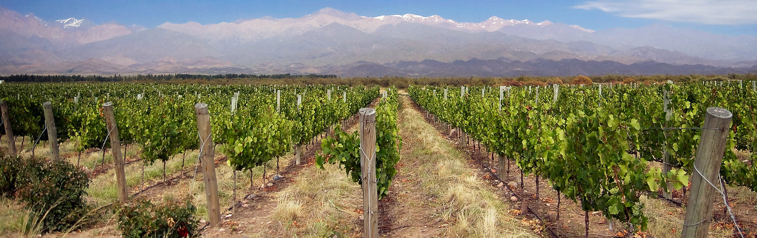 Vineyard rows stretching toward snow-capped Andes mountains under clear sky, Old Station wine country. Photo: European citizen (CC BY-SA 3.0)