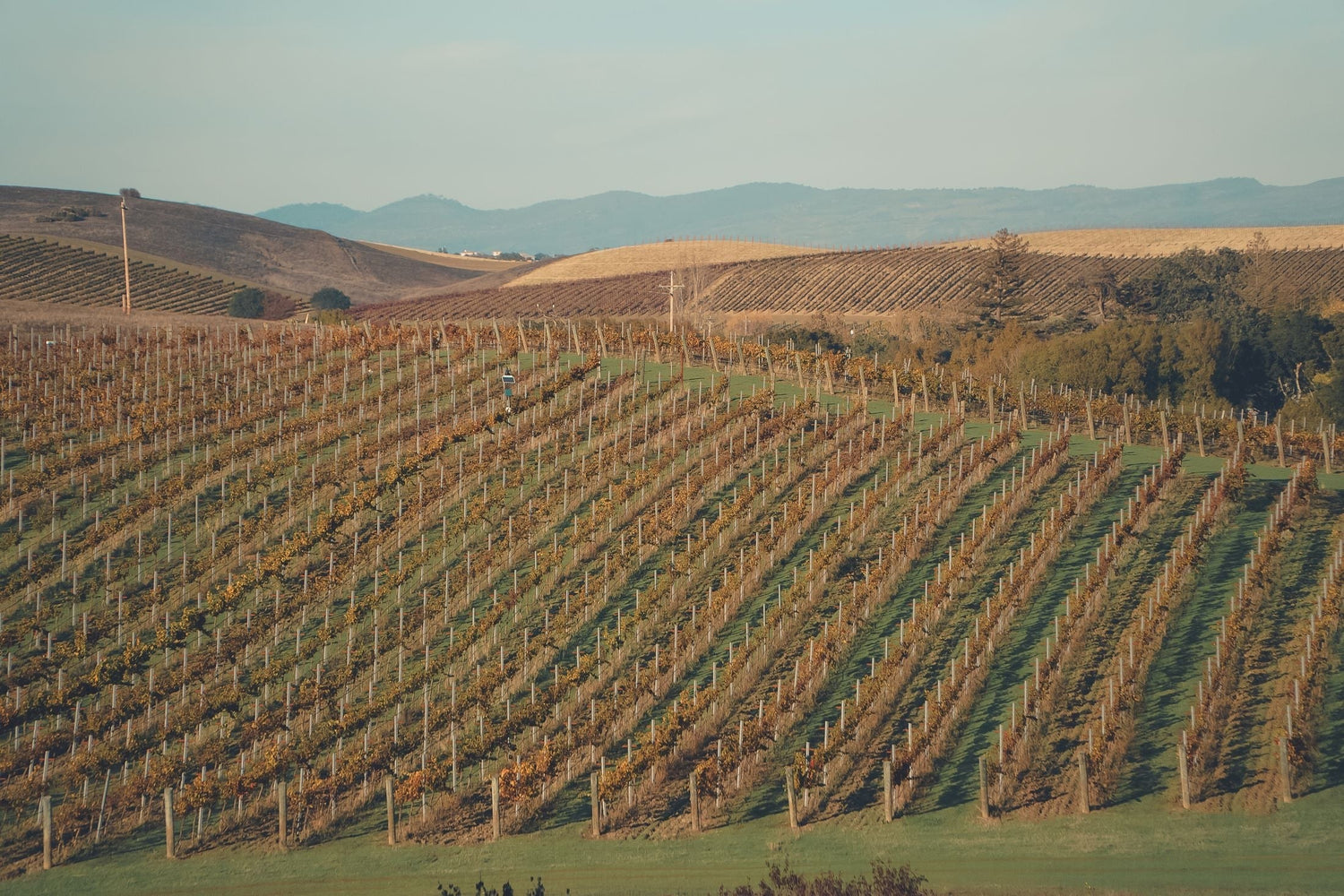 Rolling autumn vineyard rows across gently hilly California wine country at golden hour, Pablo Cortez estate