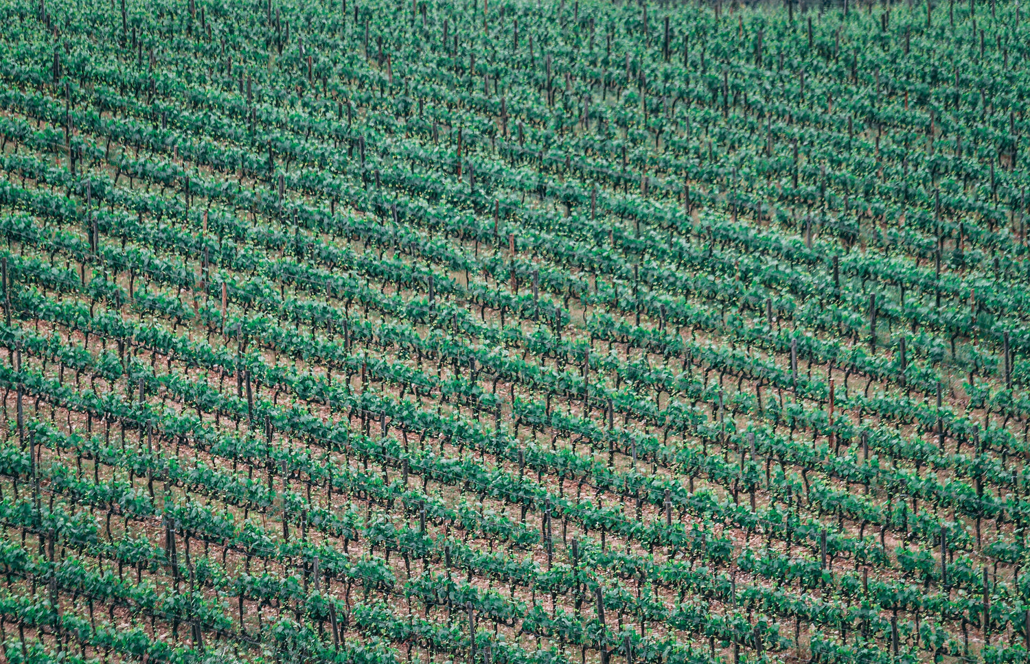 Green vineyard rows sweeping across a rolling Tuscan hillside, Panizzi estate, Vernaccia di San Gimignano, Italy. Photo: Flickr/126875359@N03 (CC BY-SA 2.0)