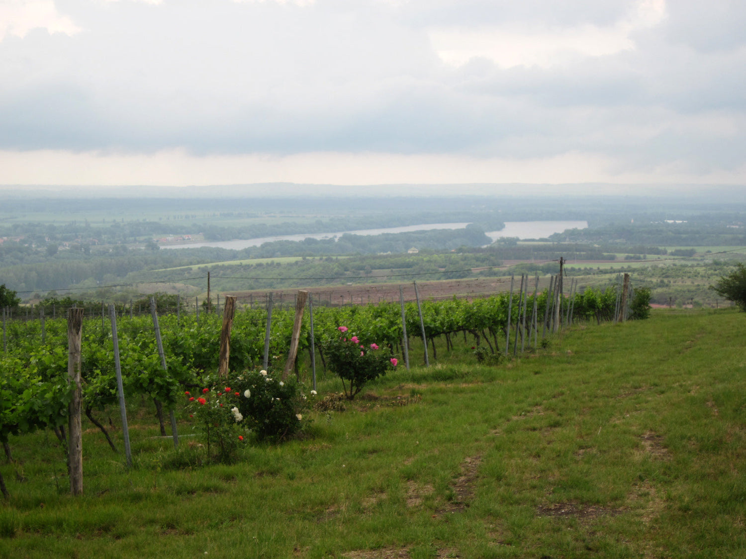 Hilltop vineyard near Neszmely, Hungary, with the Danube River in the background