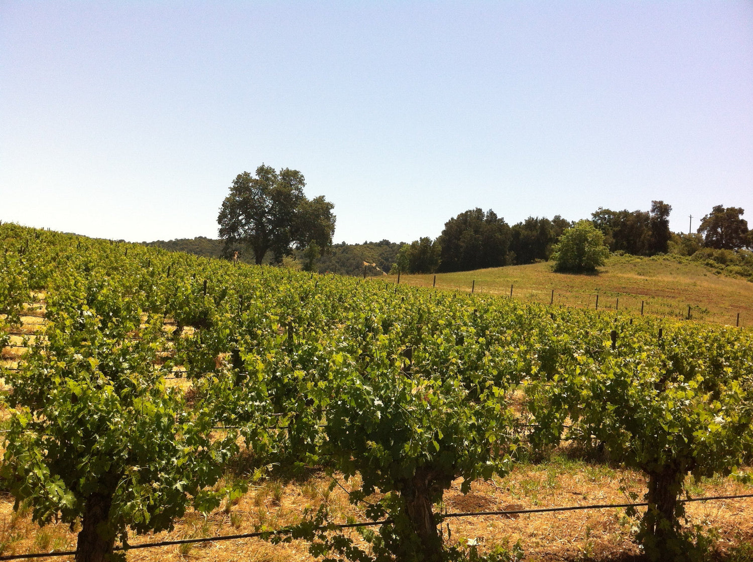 Green vine rows with heritage oak trees and golden summer hills under clear California blue sky, Paso Robles wine region