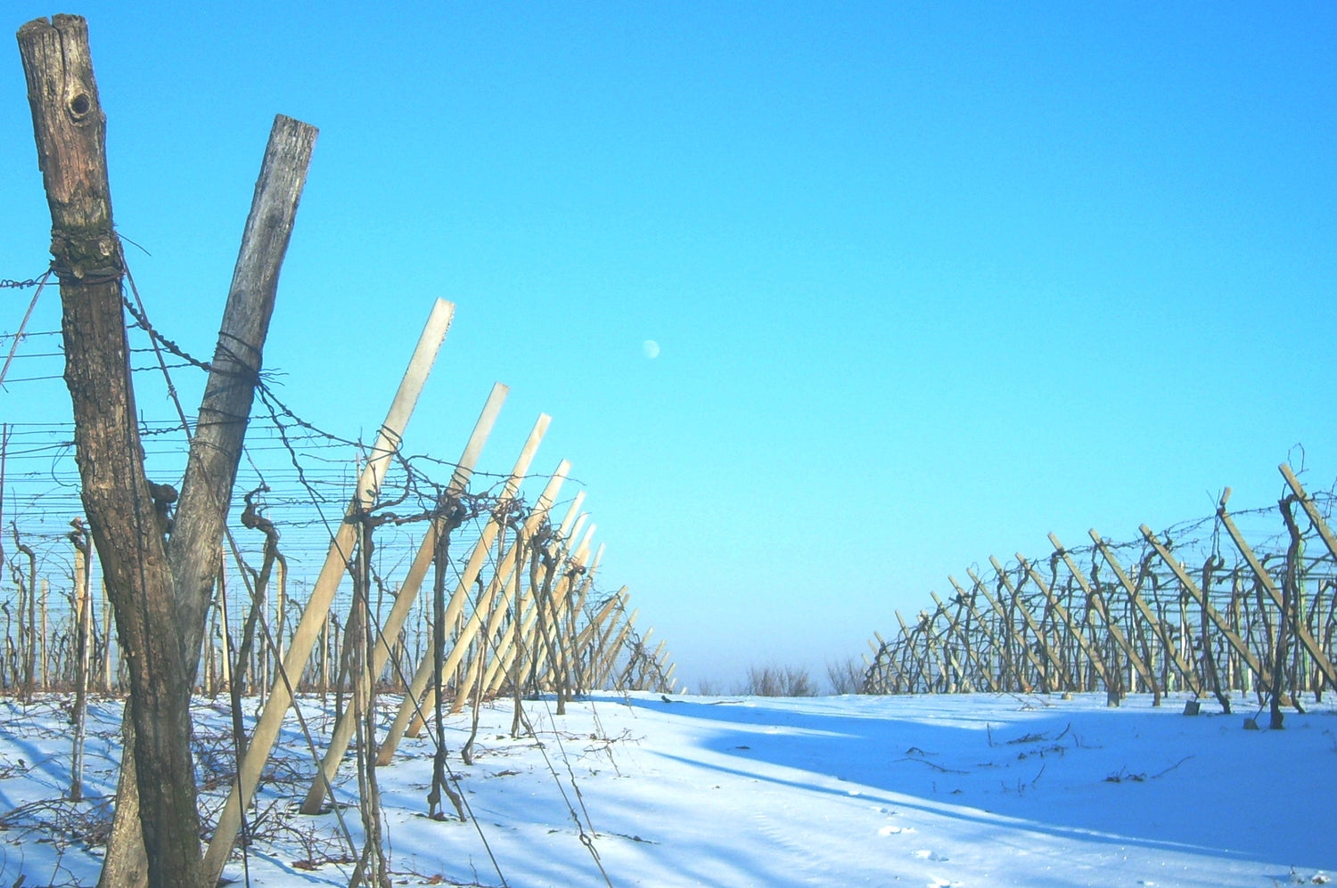 Snow-covered dormant vineyard under a brilliant blue winter sky with the moon above, Pasqua Vigneti e Cantine, Veneto, Italy. Photo: paolo lanciai (CC BY 3.0)