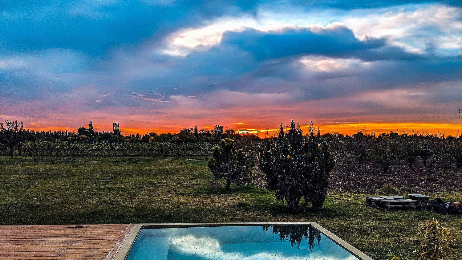 Vineyard at sunset in Patagonia wine country, Argentina, bathed in golden evening light. Photo: Guillaume Bonastre (CC BY 2.0)