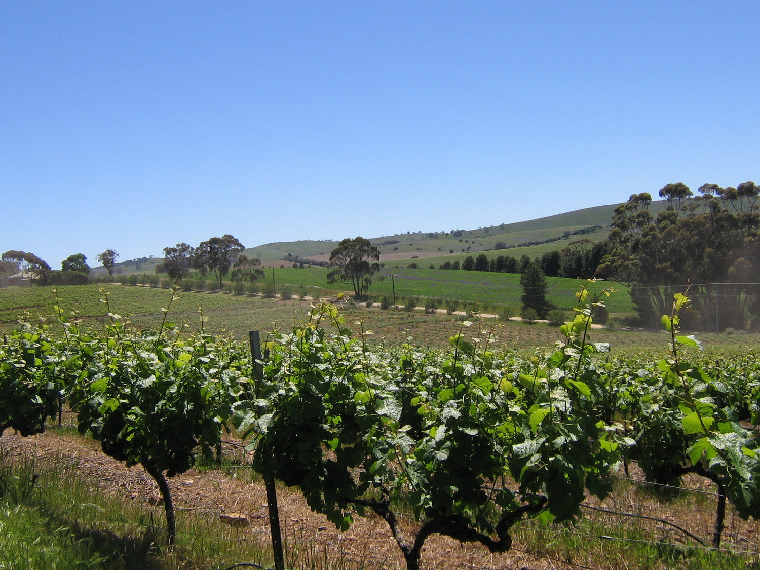 Rolling vineyard rows in the Clare Valley, South Australia, home of Paulett Wines. Photo: Scott Davis (CC BY-SA 3.0)