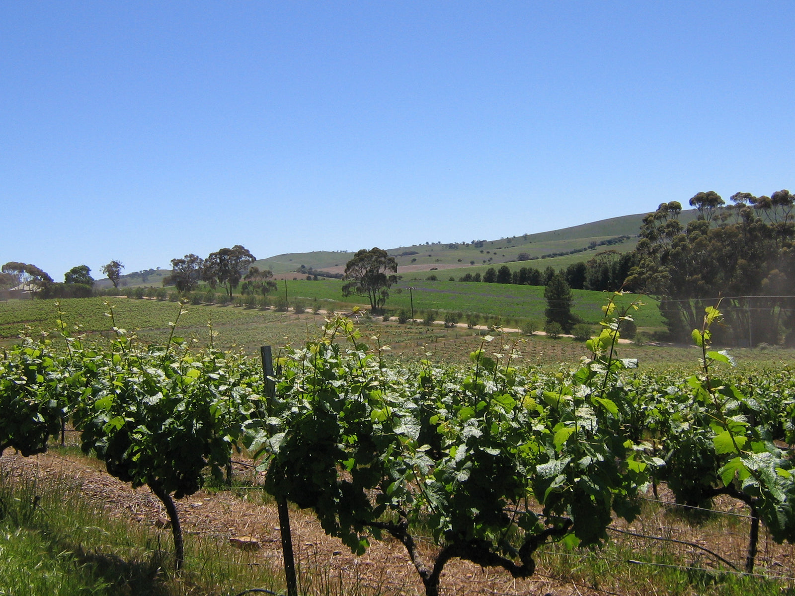 Paulett Wines