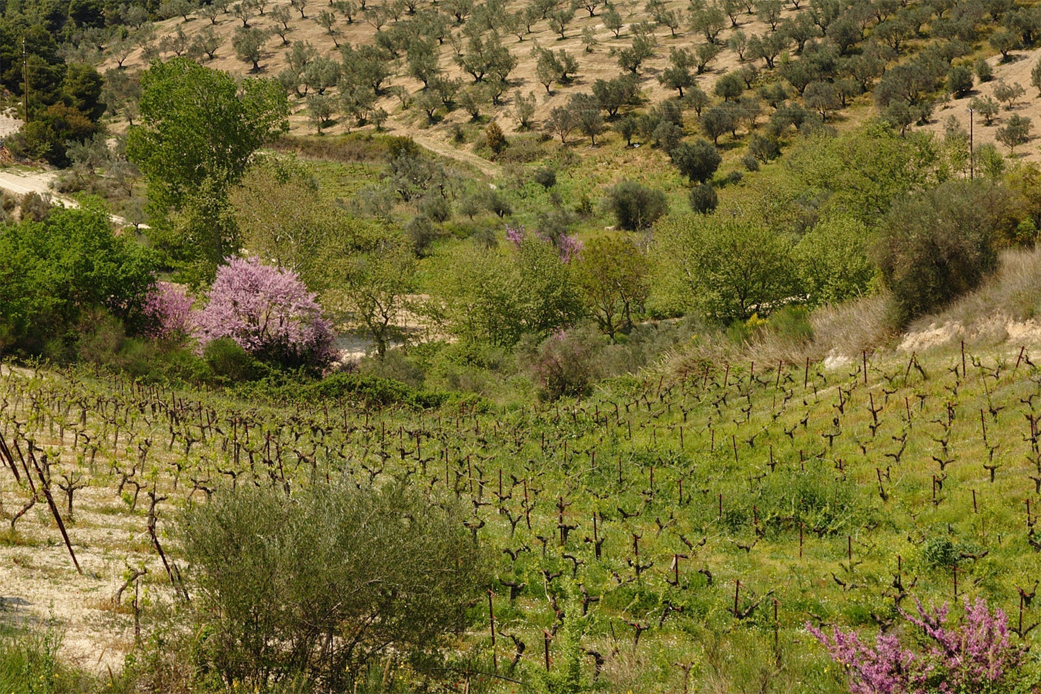 Hillside landscape with olive groves and terraced vines in the Peloponnese, Greece. Photo: ulrichstill (CC BY-SA 3.0 de)