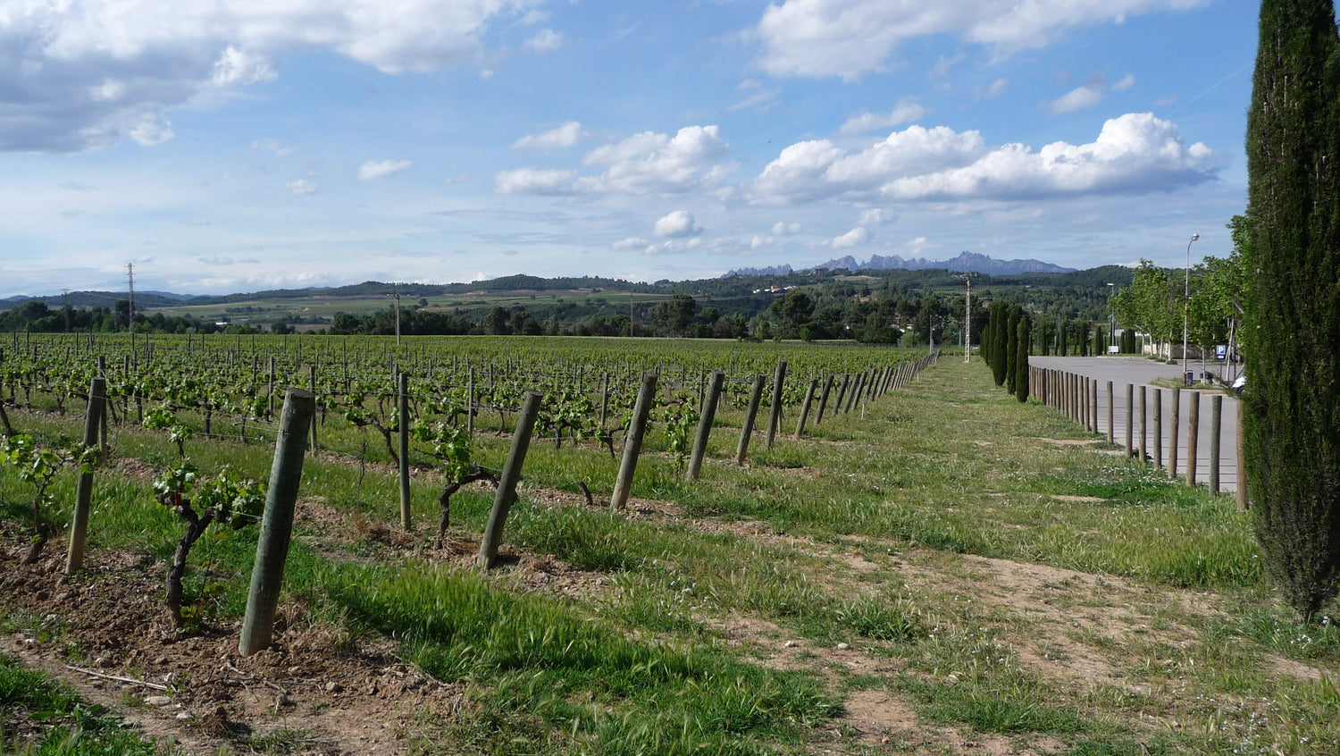 Vineyard rows in Penedès, Catalonia, with the iconic Montserrat massif rising on the horizon