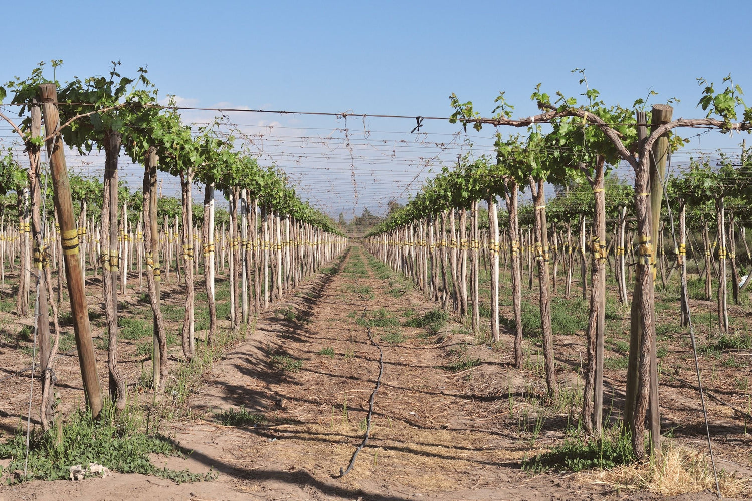 Pergola-trained vineyard rows in Chile's Central Valley, the source of Peregrino wines