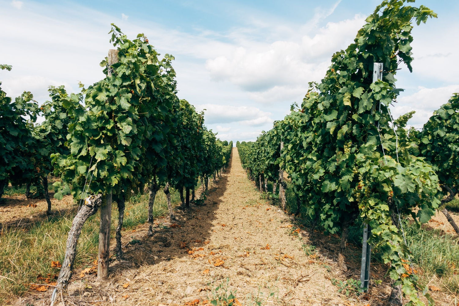Lush green vine corridor in the Orange wine region, New South Wales, home of Philip Shaw Wines
