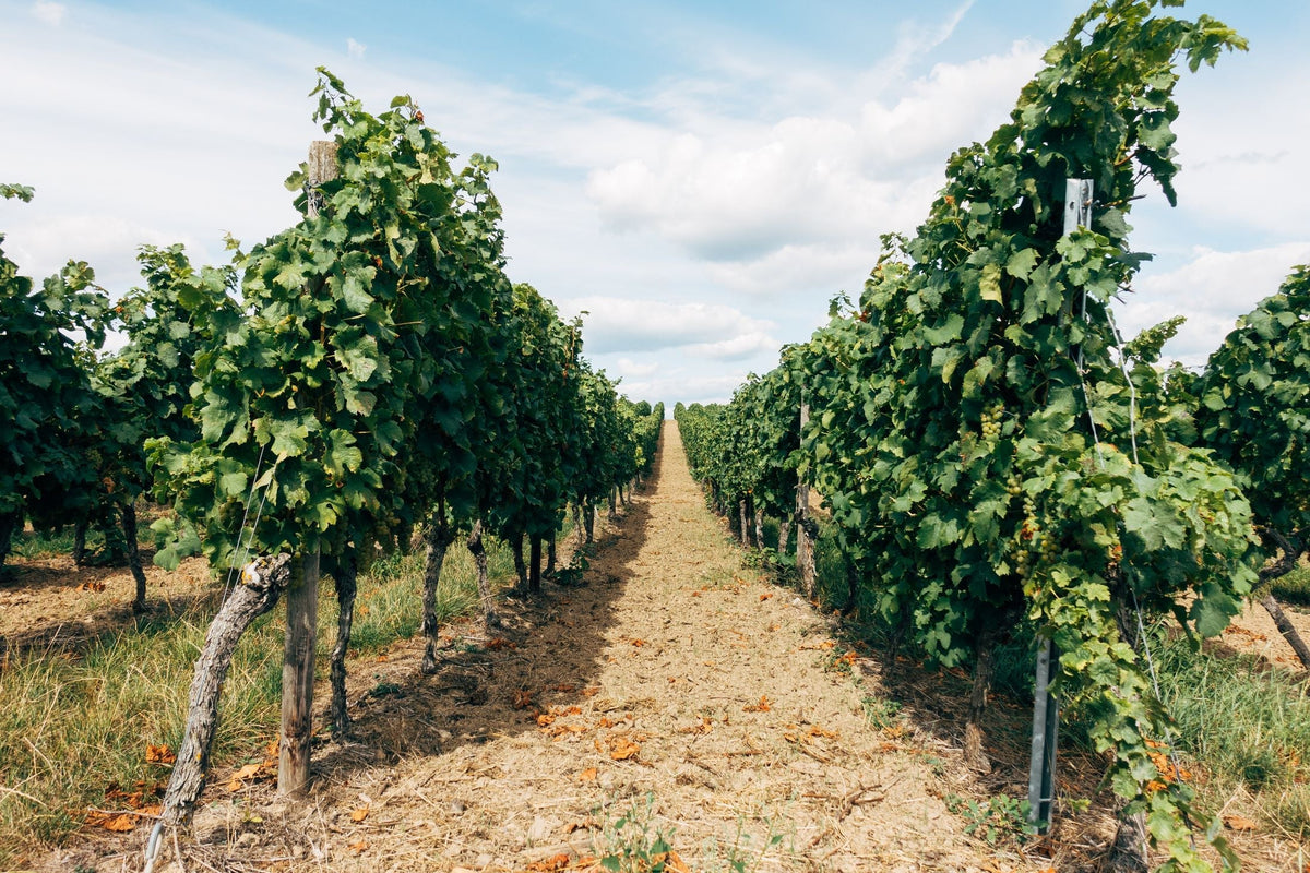 Philip Shaw Wines